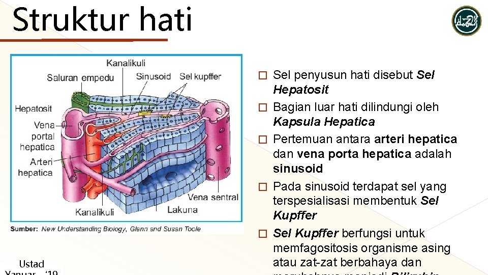 Struktur hati � � � Ustad Sel penyusun hati disebut Sel Hepatosit Bagian luar Struktur hati � � � Ustad Sel penyusun hati disebut Sel Hepatosit Bagian luar