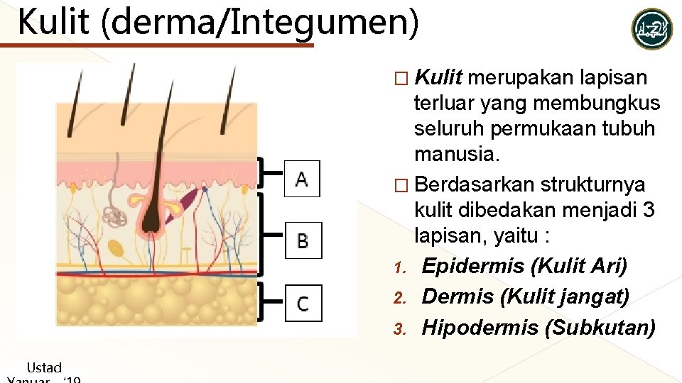 Kulit (derma/Integumen) � Kulit merupakan lapisan terluar yang membungkus seluruh permukaan tubuh manusia. � Kulit (derma/Integumen) � Kulit merupakan lapisan terluar yang membungkus seluruh permukaan tubuh manusia. �