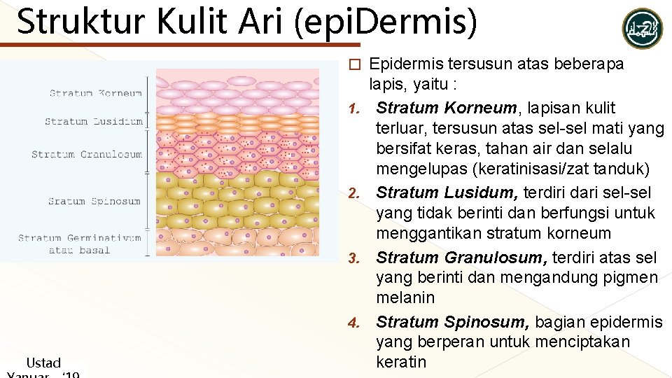 Struktur Kulit Ari (epi. Dermis) � 1. 2. 3. 4. Ustad Epidermis tersusun atas Struktur Kulit Ari (epi. Dermis) � 1. 2. 3. 4. Ustad Epidermis tersusun atas