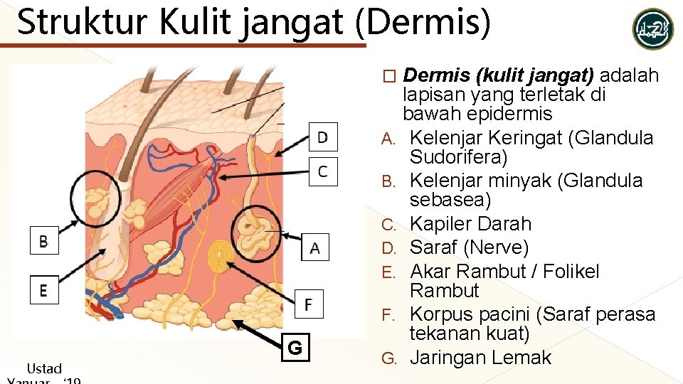 Struktur Kulit jangat (Dermis) Dermis (kulit jangat) adalah lapisan yang terletak di bawah epidermis Struktur Kulit jangat (Dermis) Dermis (kulit jangat) adalah lapisan yang terletak di bawah epidermis