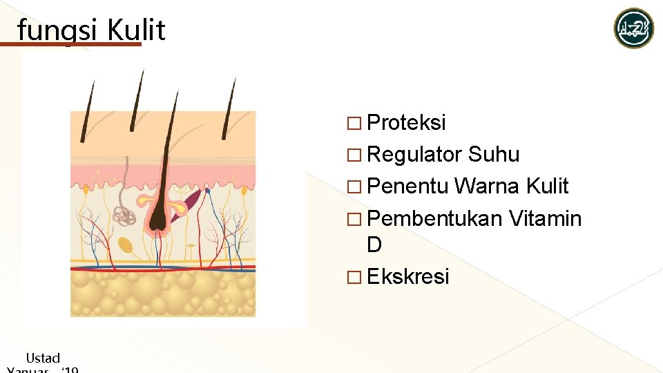 fungsi Kulit � Proteksi � Regulator Suhu � Penentu Warna Kulit � Pembentukan Vitamin fungsi Kulit � Proteksi � Regulator Suhu � Penentu Warna Kulit � Pembentukan Vitamin