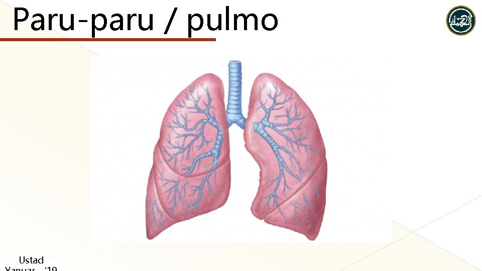 Paru-paru / pulmo Ustad Paru-paru / pulmo Ustad