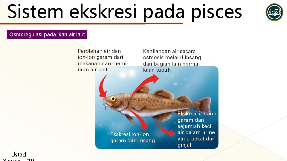Sistem ekskresi pada pisces Osmoregulasi pada ikan air laut Ustad Sistem ekskresi pada pisces Osmoregulasi pada ikan air laut Ustad
