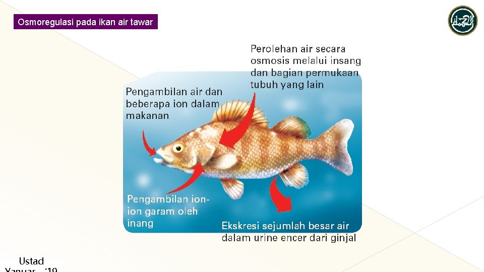 Osmoregulasi pada ikan air tawar Ustad Osmoregulasi pada ikan air tawar Ustad