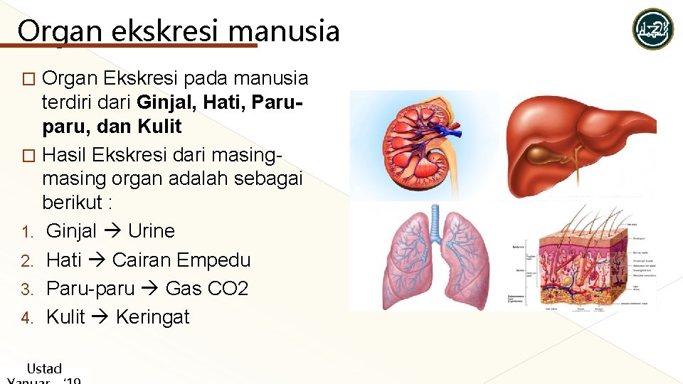 Organ ekskresi manusia Organ Ekskresi pada manusia terdiri dari Ginjal, Hati, Paruparu, dan Kulit Organ ekskresi manusia Organ Ekskresi pada manusia terdiri dari Ginjal, Hati, Paruparu, dan Kulit