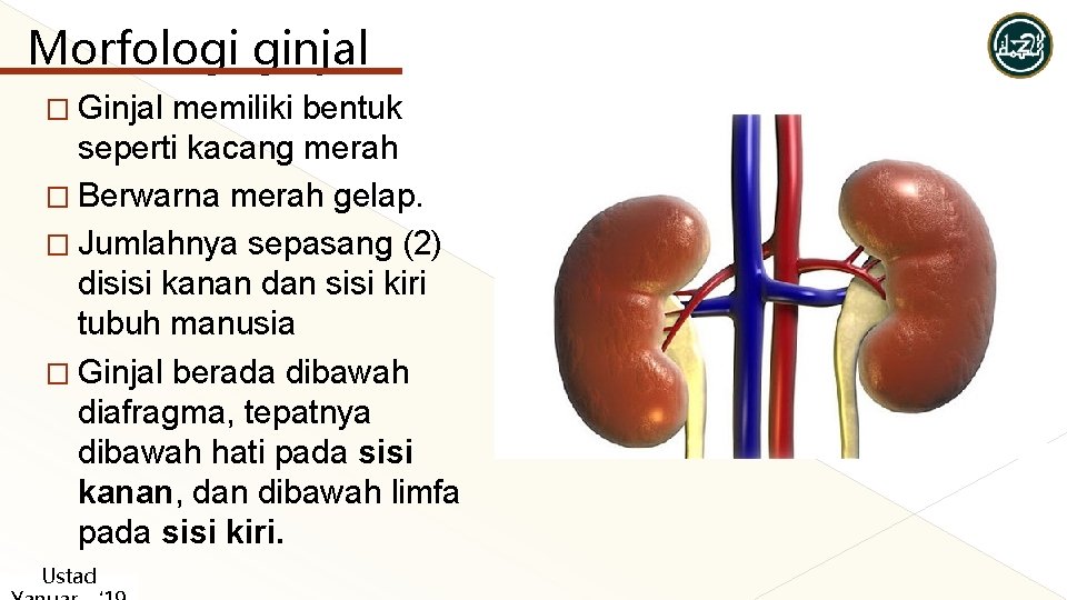 Morfologi ginjal � Ginjal memiliki bentuk seperti kacang merah � Berwarna merah gelap. � Morfologi ginjal � Ginjal memiliki bentuk seperti kacang merah � Berwarna merah gelap. �