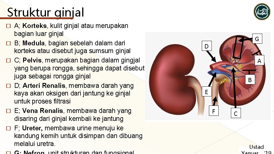Struktur ginjal � � � A; Korteks, kulit ginjal atau merupakan bagian luar ginjal Struktur ginjal � � � A; Korteks, kulit ginjal atau merupakan bagian luar ginjal