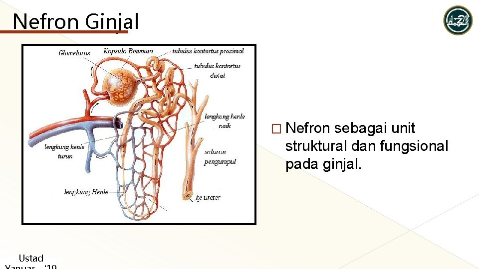 Nefron Ginjal � Nefron sebagai unit struktural dan fungsional pada ginjal. Ustad Nefron Ginjal � Nefron sebagai unit struktural dan fungsional pada ginjal. Ustad