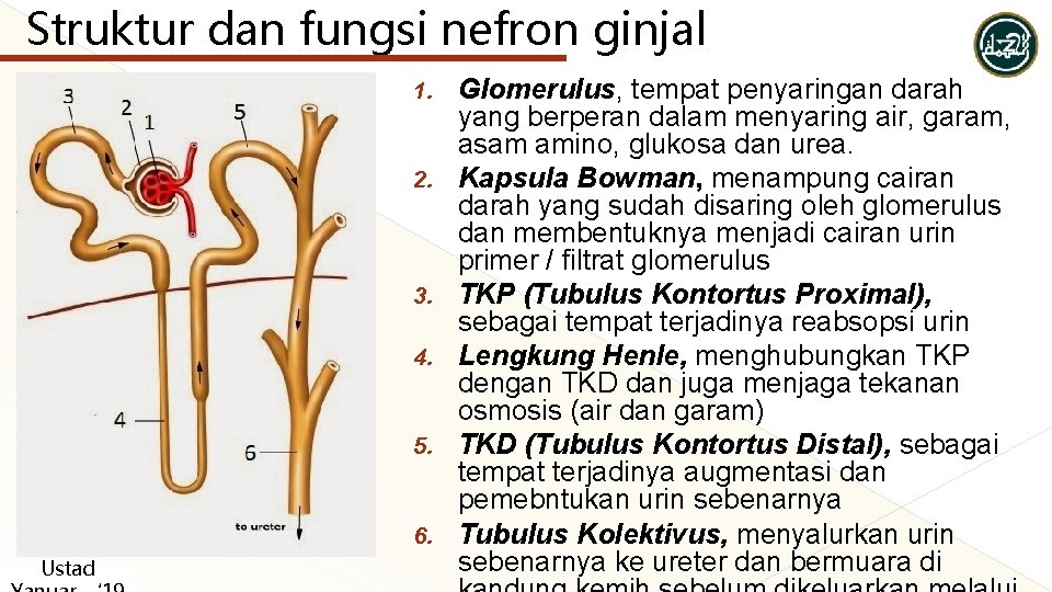 Struktur dan fungsi nefron ginjal 1. 2. 3. 4. 5. 6. Ustad Glomerulus, tempat Struktur dan fungsi nefron ginjal 1. 2. 3. 4. 5. 6. Ustad Glomerulus, tempat