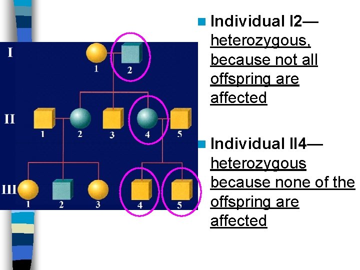 n Individual I 2— heterozygous, because not all offspring are affected n Individual II