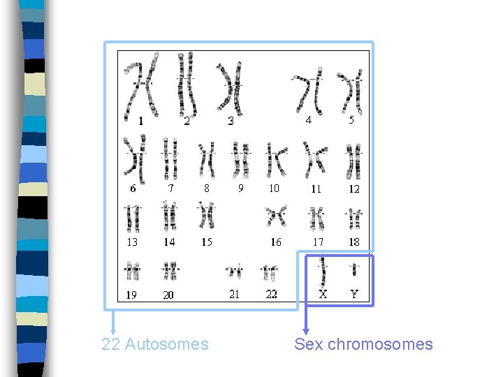 22 Autosomes Sex chromosomes 