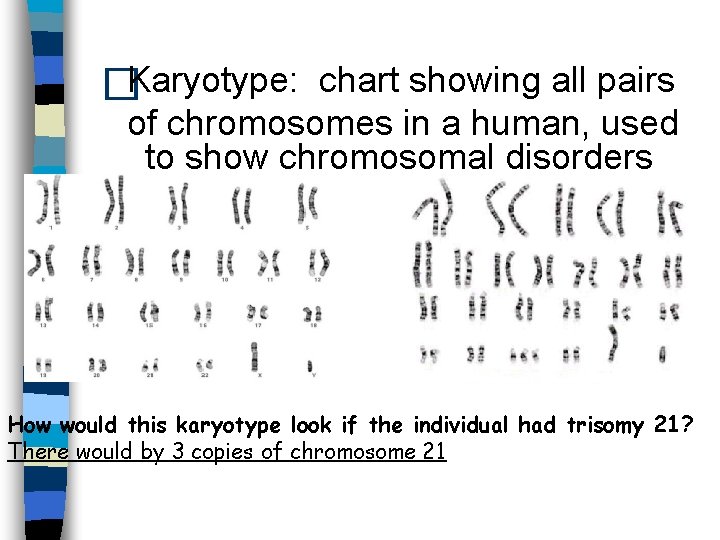 �Karyotype: chart showing all pairs of chromosomes in a human, used to show chromosomal