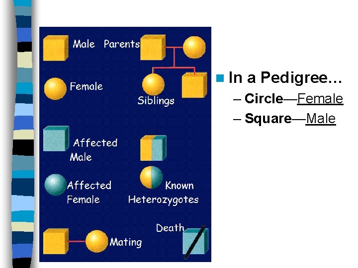 n In a Pedigree… – Circle—Female – Square—Male 