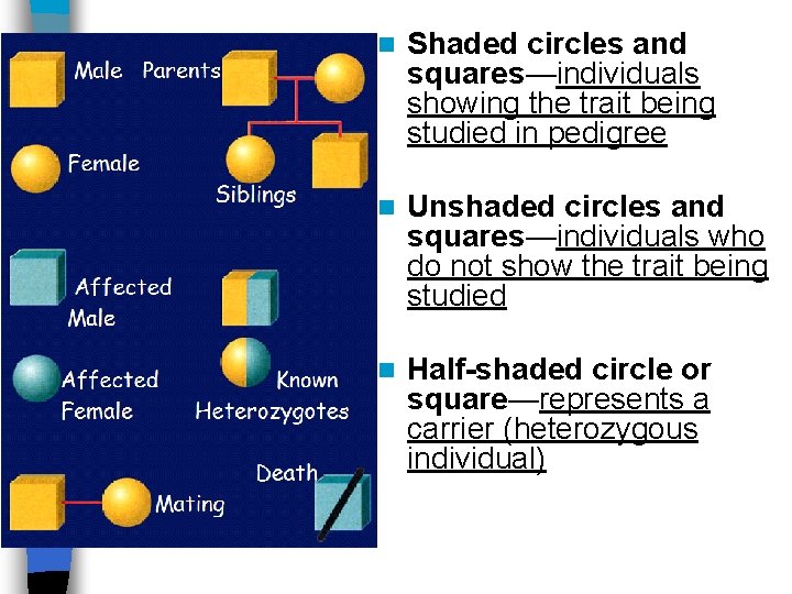 n Shaded circles and squares—individuals showing the trait being studied in pedigree n Unshaded