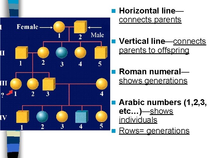 n Horizontal line— connects parents n Vertical line—connects parents to offspring n Roman numeral—