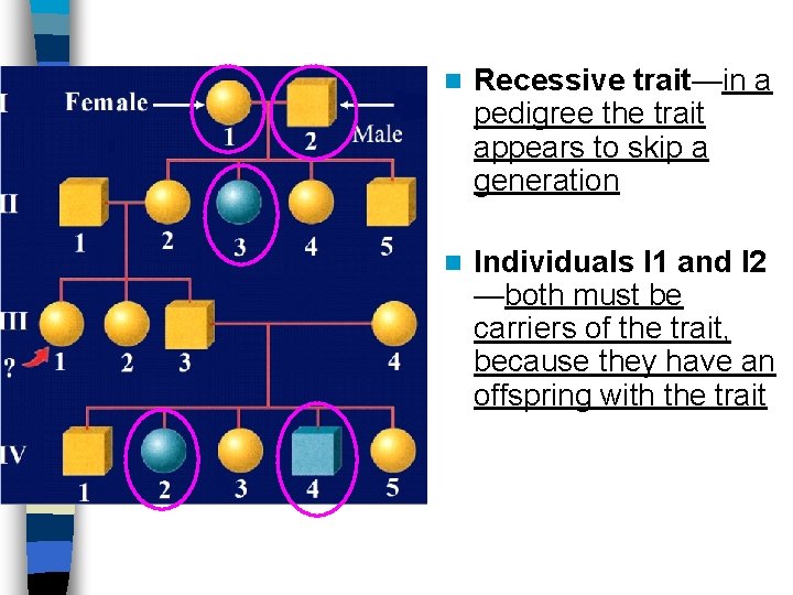 n Recessive trait—in a pedigree the trait appears to skip a generation n Individuals