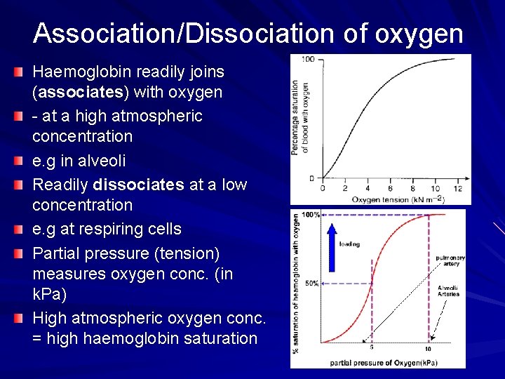 Association/Dissociation of oxygen Haemoglobin readily joins (associates) with oxygen - at a high atmospheric