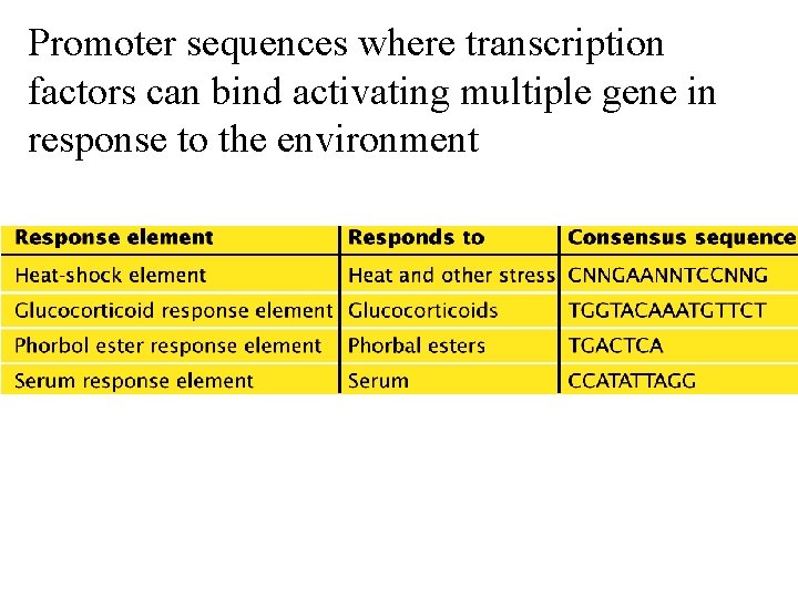 Promoter sequences where transcription factors can bind activating multiple gene in response to the