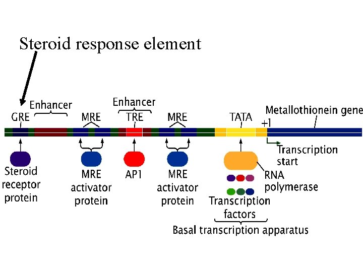 Steroid response element 