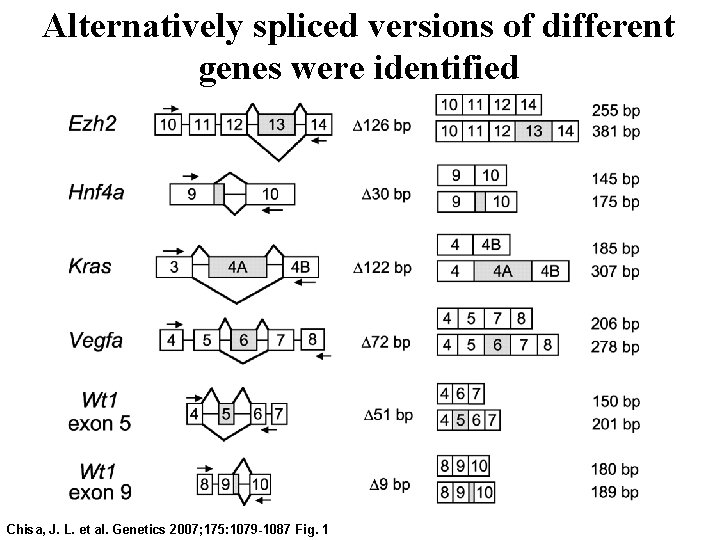 Alternatively spliced versions of different genes were identified Chisa, J. L. et al. Genetics