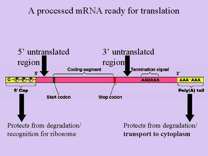 A processed m. RNA ready for translation 5’ untranslated region Protects from degradation/ recognition