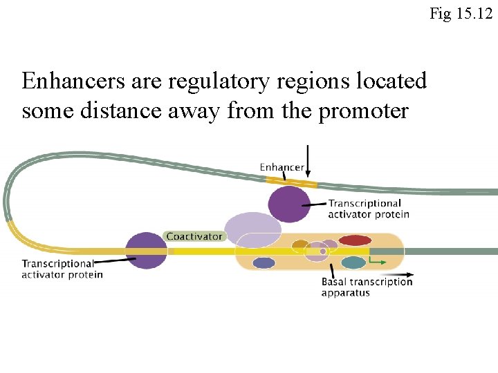 Fig 15. 12 Enhancers are regulatory regions located some distance away from the promoter