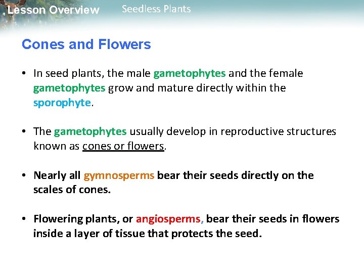 Lesson Overview Seedless Plants Cones and Flowers • In seed plants, the male gametophytes Lesson Overview Seedless Plants Cones and Flowers • In seed plants, the male gametophytes