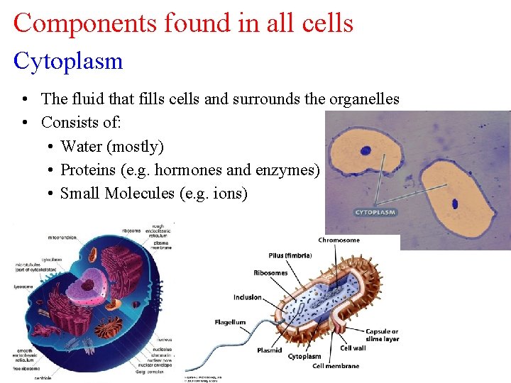 Components found in all cells Cytoplasm • The fluid that fills cells and surrounds