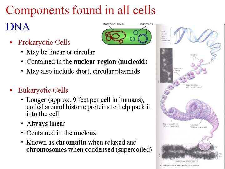 Components found in all cells DNA • Prokaryotic Cells • May be linear or