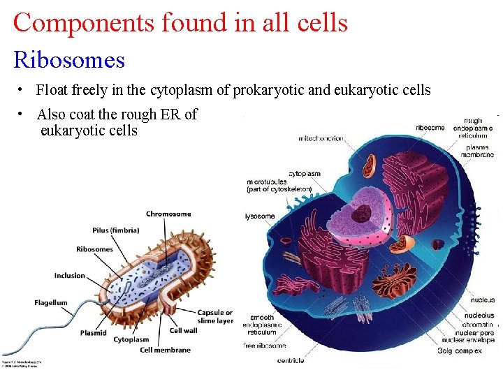 Components found in all cells Ribosomes • Float freely in the cytoplasm of prokaryotic