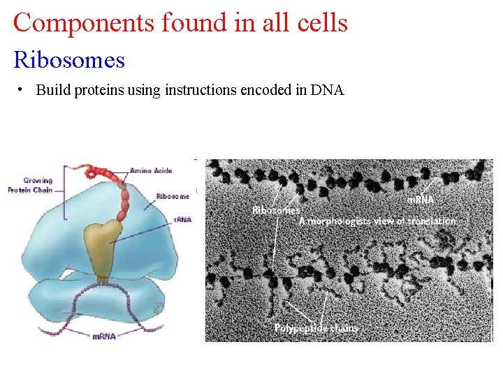 Components found in all cells Ribosomes • Build proteins using instructions encoded in DNA