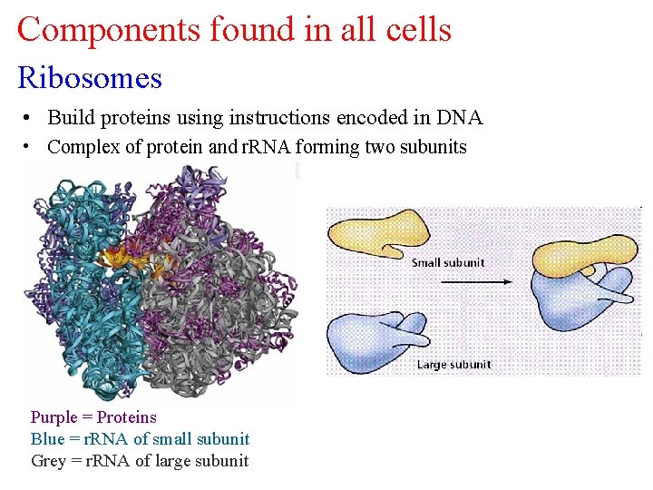 Components found in all cells Ribosomes • Build proteins using instructions encoded in DNA