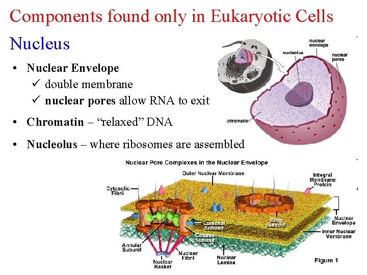 Components found only in Eukaryotic Cells Nucleus • Nuclear Envelope ü double membrane ü