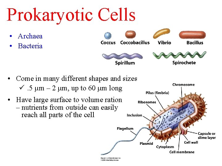 Prokaryotic Cells • Archaea • Bacteria • Come in many different shapes and sizes