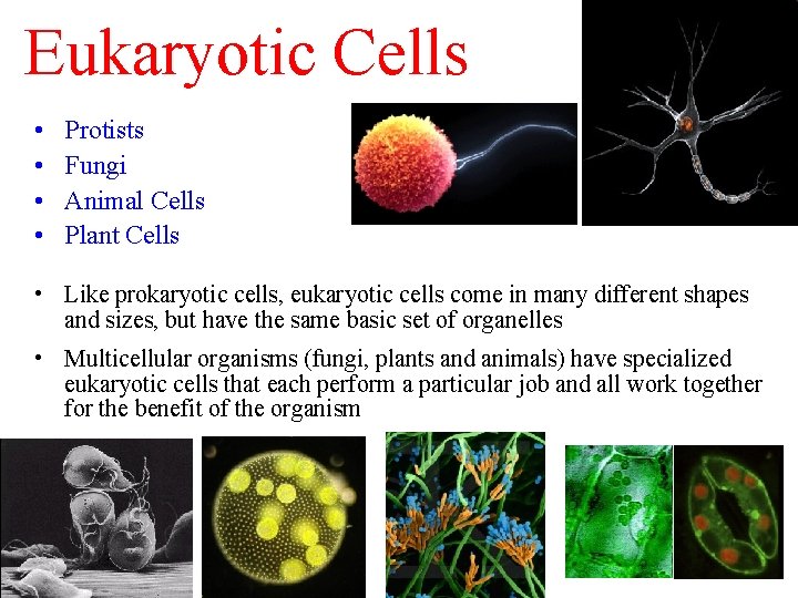 Eukaryotic Cells • • Protists Fungi Animal Cells Plant Cells • Like prokaryotic cells,