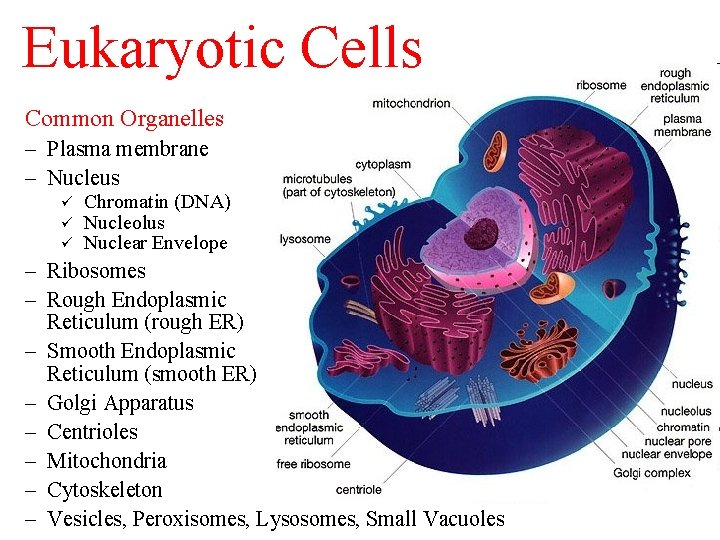 Eukaryotic Cells Common Organelles – Plasma membrane – Nucleus ü ü ü Chromatin (DNA)