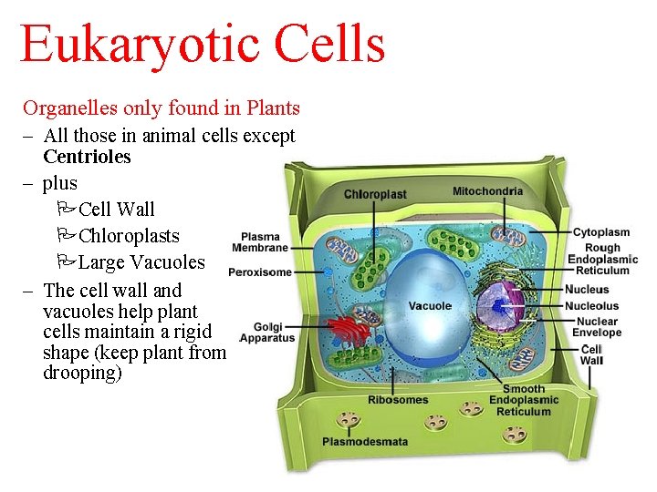Eukaryotic Cells Organelles only found in Plants – All those in animal cells except