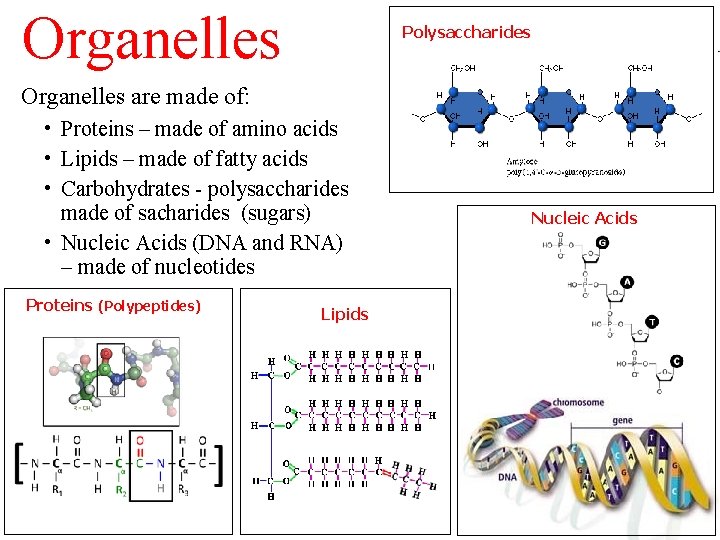 Organelles Polysaccharides Organelles are made of: • Proteins – made of amino acids •