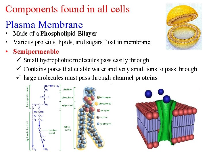 Components found in all cells Plasma Membrane • Made of a Phospholipid Bilayer •