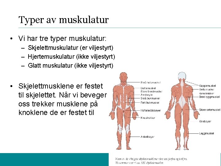 Typer av muskulatur • Vi har tre typer muskulatur: – Skjelettmuskulatur (er viljestyrt) –