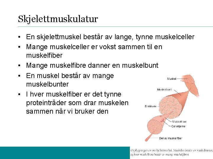 Skjelettmuskulatur • En skjelettmuskel består av lange, tynne muskelceller • Mange muskelceller er vokst