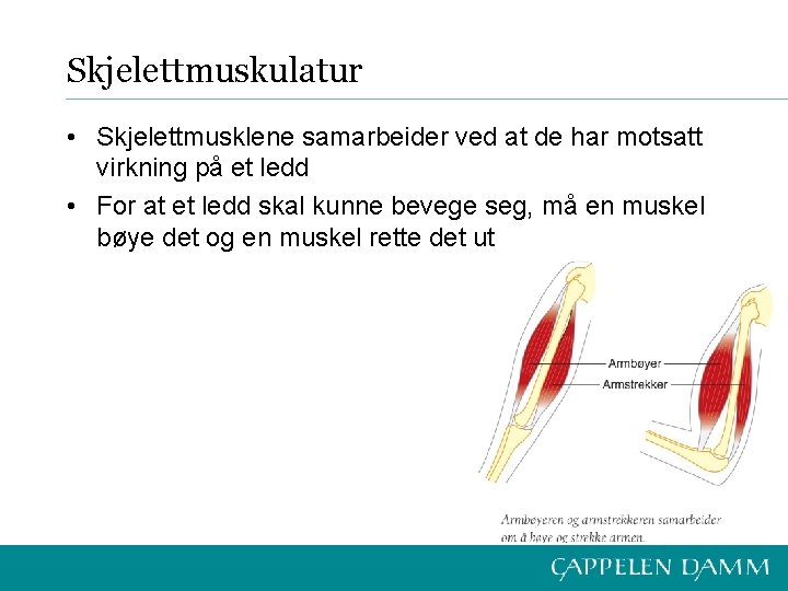 Skjelettmuskulatur • Skjelettmusklene samarbeider ved at de har motsatt virkning på et ledd •