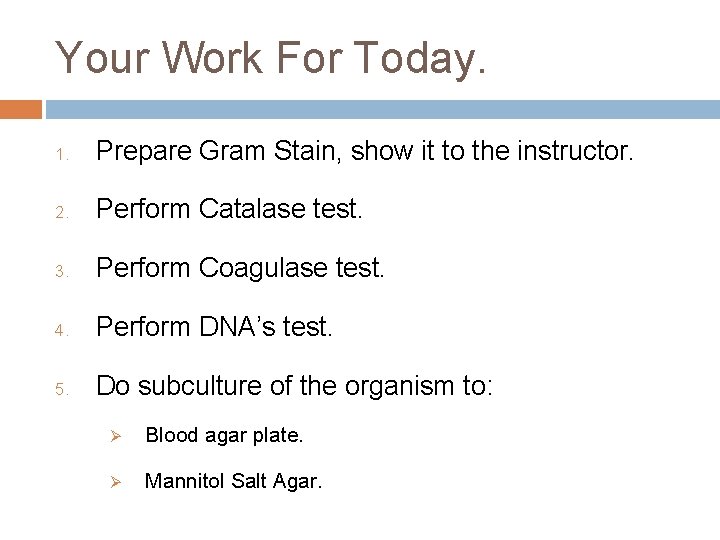 Your Work For Today. 1. Prepare Gram Stain, show it to the instructor. 2. Your Work For Today. 1. Prepare Gram Stain, show it to the instructor. 2.