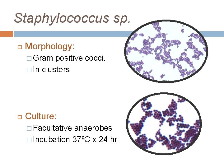 Staphylococcus sp. Morphology: � Gram positive cocci. � In clusters Culture: � Facultative anaerobes Staphylococcus sp. Morphology: � Gram positive cocci. � In clusters Culture: � Facultative anaerobes