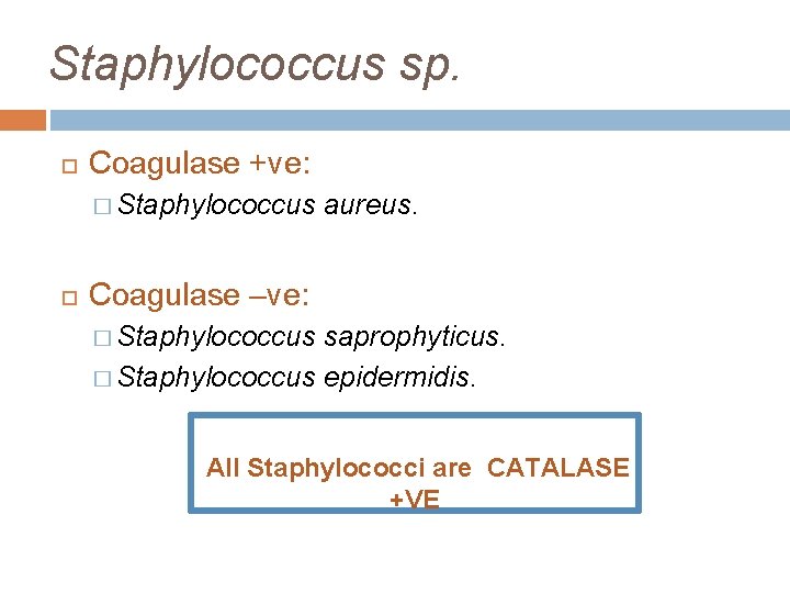 Staphylococcus sp. Coagulase +ve: � Staphylococcus aureus. Coagulase –ve: � Staphylococcus saprophyticus. � Staphylococcus Staphylococcus sp. Coagulase +ve: � Staphylococcus aureus. Coagulase –ve: � Staphylococcus saprophyticus. � Staphylococcus