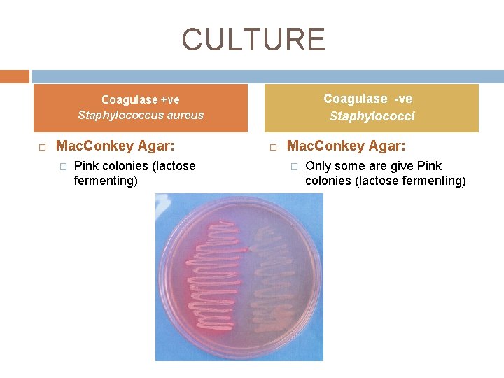 CULTURE Coagulase -ve Staphylococci Coagulase +ve Staphylococcus aureus Mac. Conkey Agar: � Pink colonies CULTURE Coagulase -ve Staphylococci Coagulase +ve Staphylococcus aureus Mac. Conkey Agar: � Pink colonies