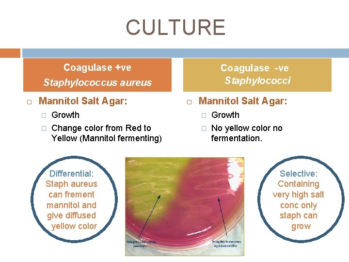 CULTURE Coagulase +ve Coagulase -ve Staphylococci Staphylococcus aureus Mannitol Salt Agar: � Growth � CULTURE Coagulase +ve Coagulase -ve Staphylococci Staphylococcus aureus Mannitol Salt Agar: � Growth �