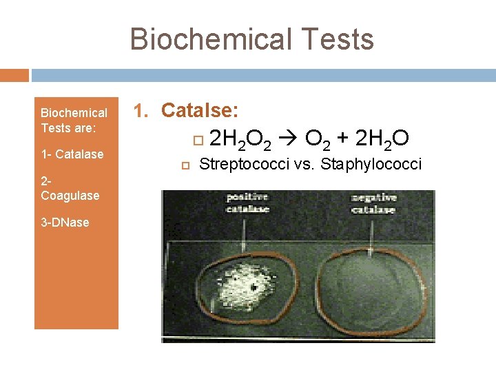 Biochemical Tests are: 1 - Catalase 2 Coagulase 3 -DNase 1. Catalse: 2 H Biochemical Tests are: 1 - Catalase 2 Coagulase 3 -DNase 1. Catalse: 2 H