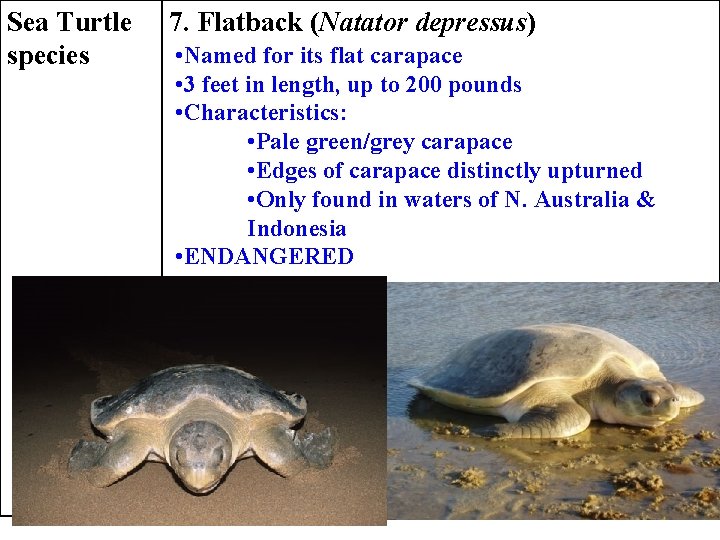 Sea Turtle species 7. Flatback (Natator depressus) • Named for its flat carapace •