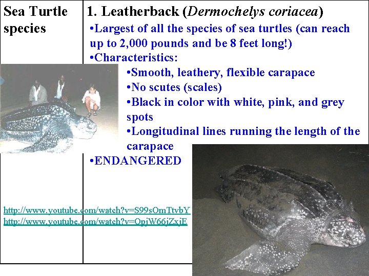 Sea Turtle species 1. Leatherback (Dermochelys coriacea) • Largest of all the species of
